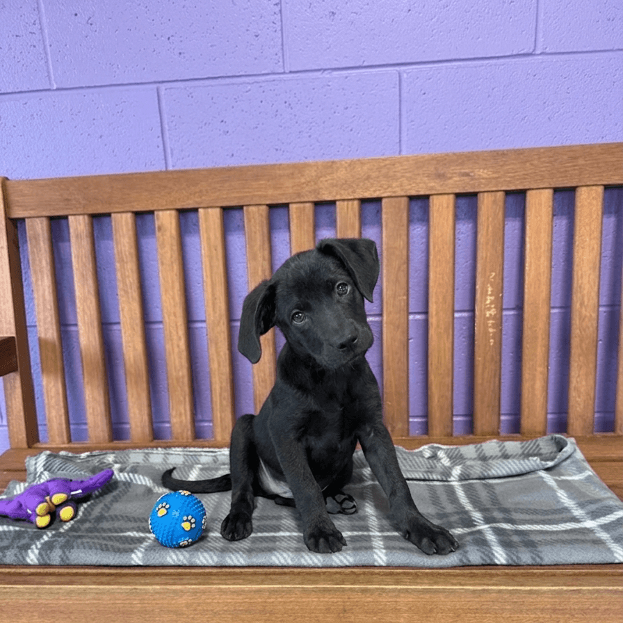 Dexter - Labrador Retriever