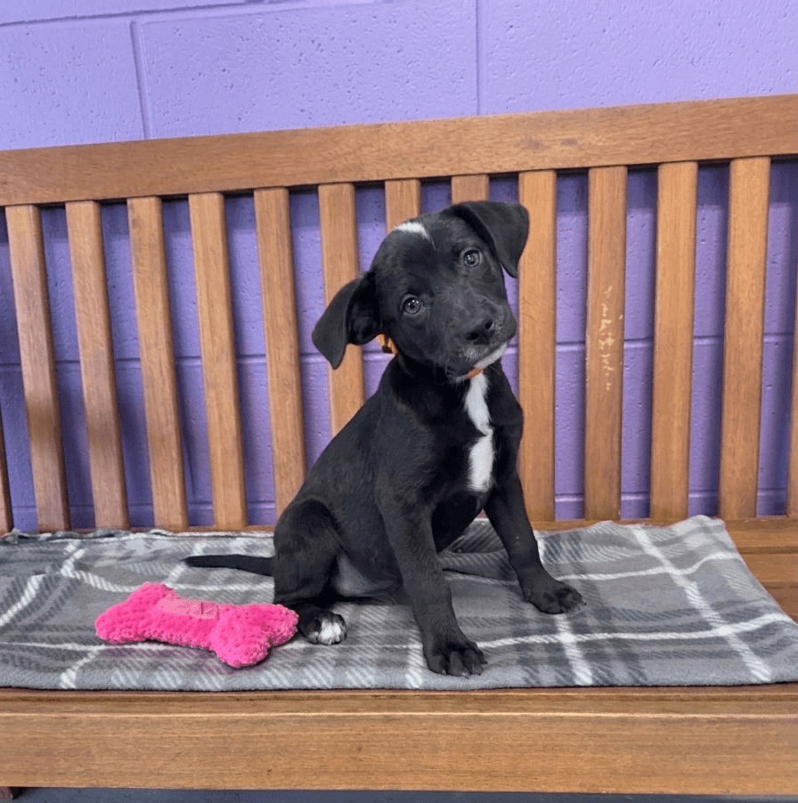 Dee Dee - Labrador Retriever