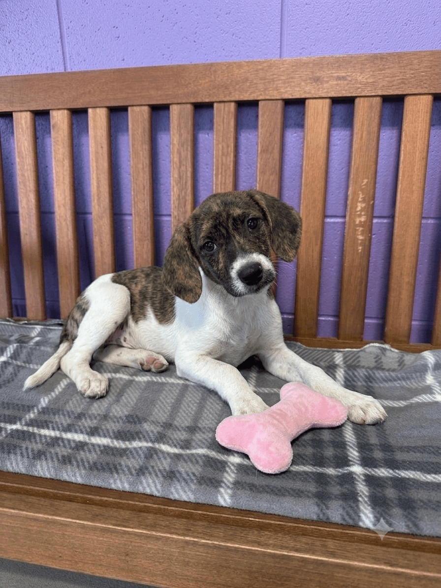Penny - Hound