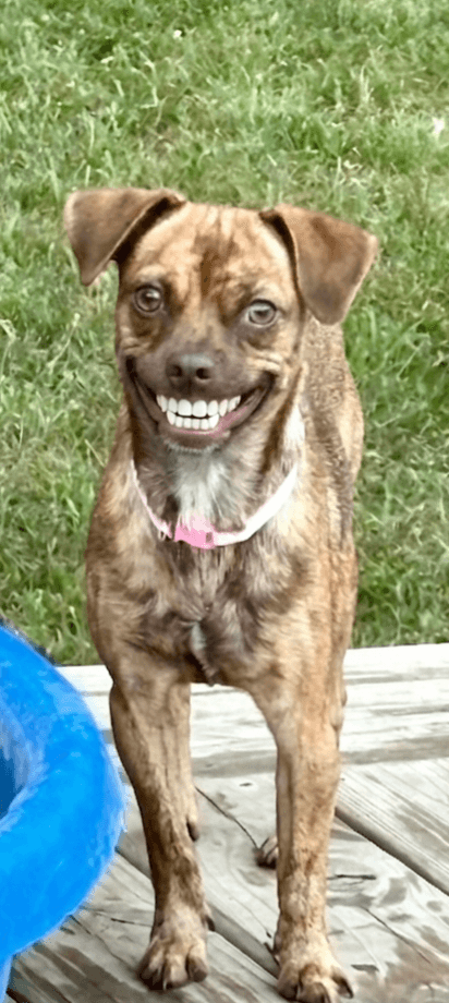 Little Girl - Pug