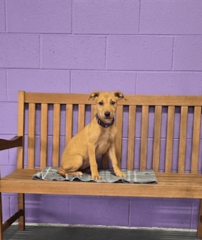Leona - Labrador Retriever