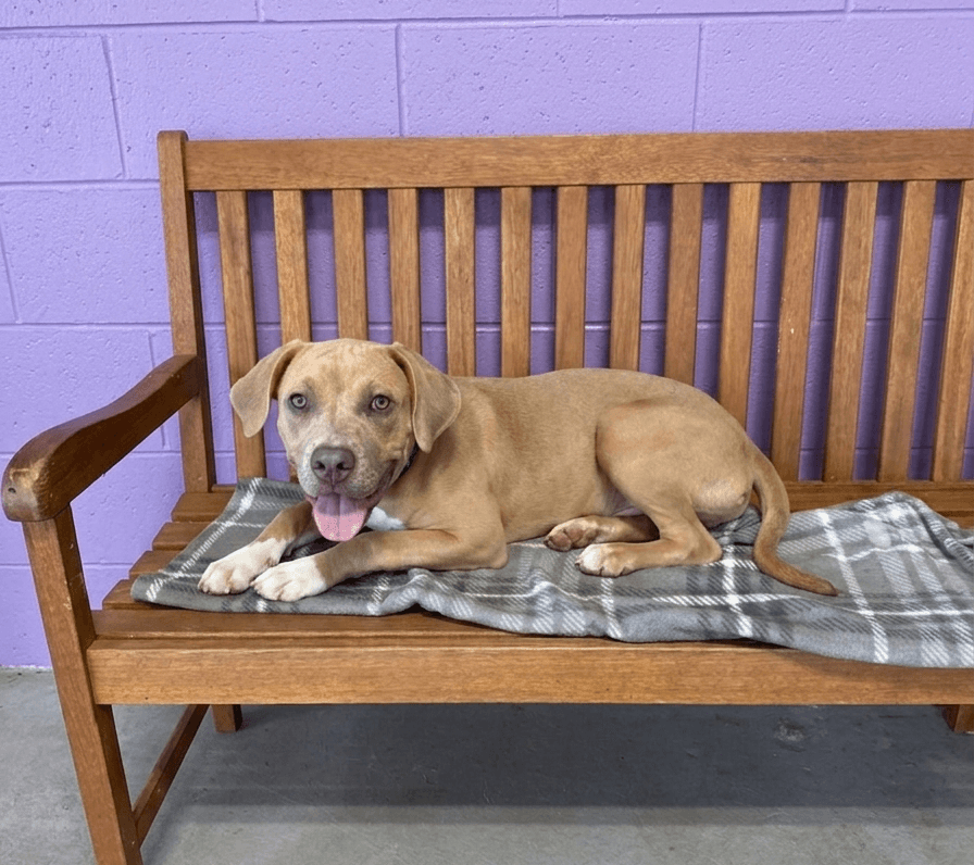 Vann - Weimaraner