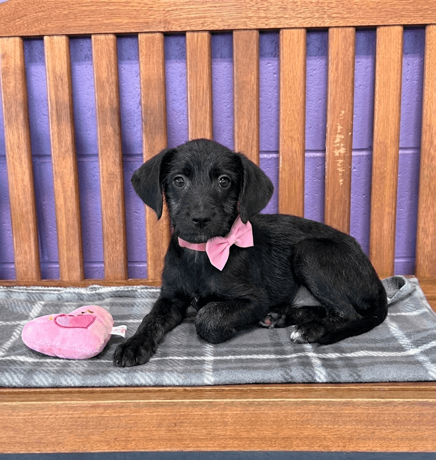 Delta - Labrador Retriever