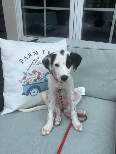 Diamond - Spaniel
