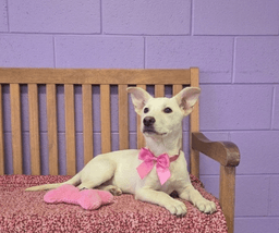 Lola image 1