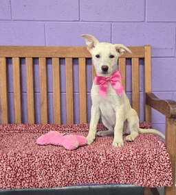 Lola image 2