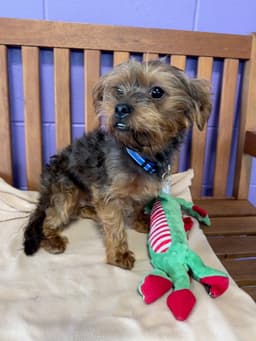 Charlie image 1
