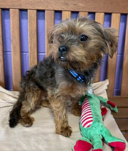 Charlie image 2