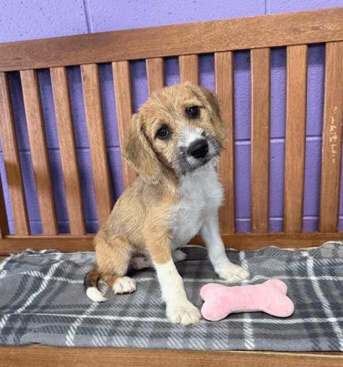 Macy - Hound