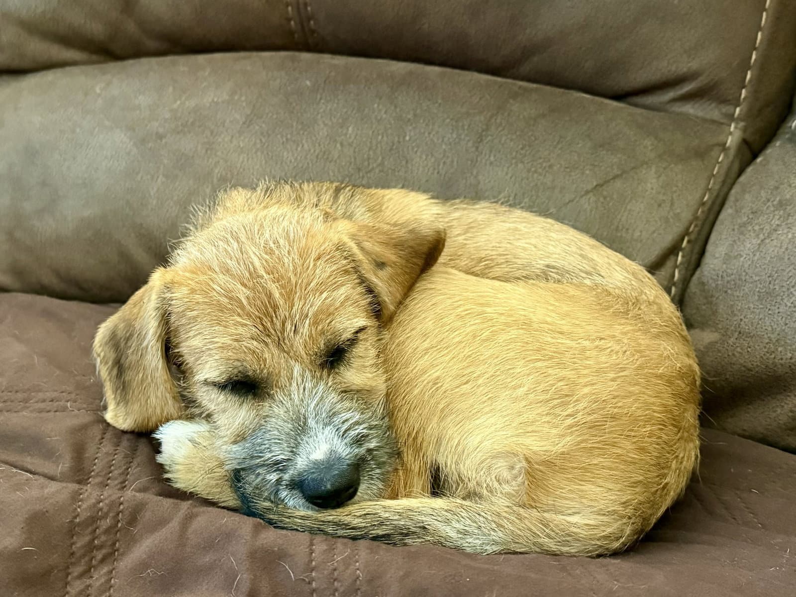 Macy - Hound
