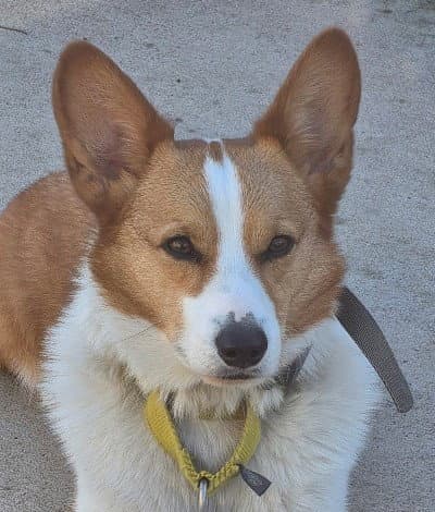 Ford - Welsh Corgi