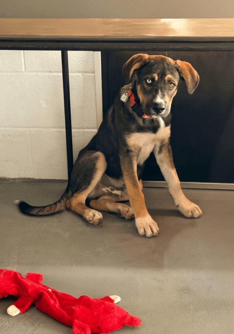 Waldo - Labrador Retriever