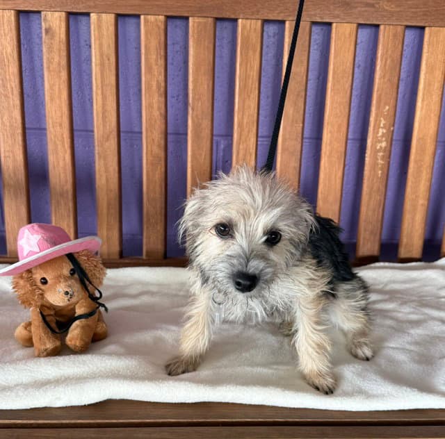 Bonnie - Yorkshire Terrier Yorkie