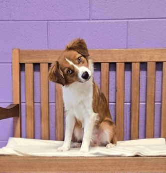 Gianna - Australian Shepherd