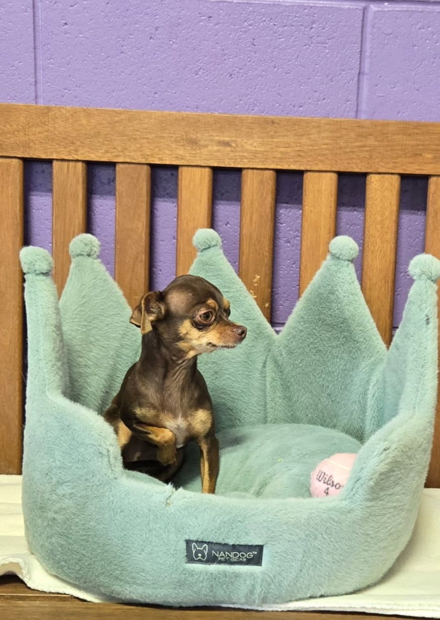 Loopie - Chihuahua
