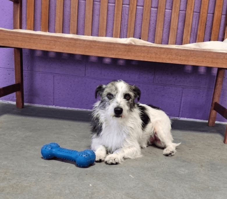 Maxamillian - Cairn Terrier