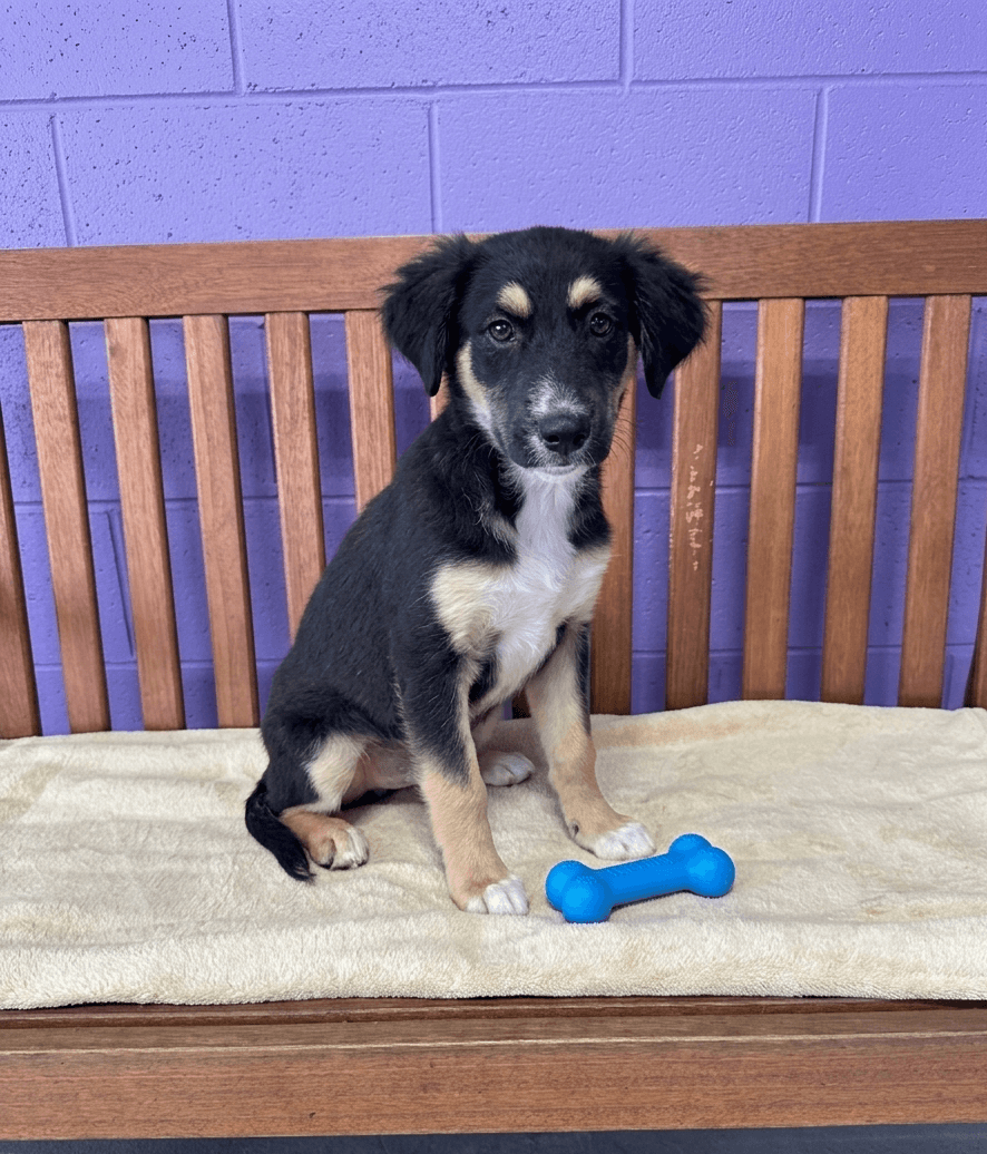 Tod - Australian Shepherd