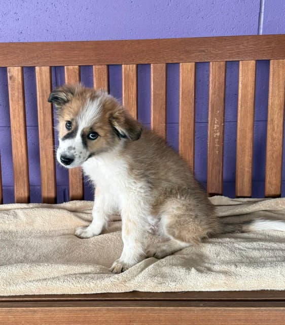 Kobe - Australian Shepherd