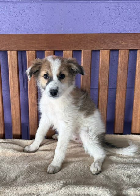 Kelly - Australian Shepherd