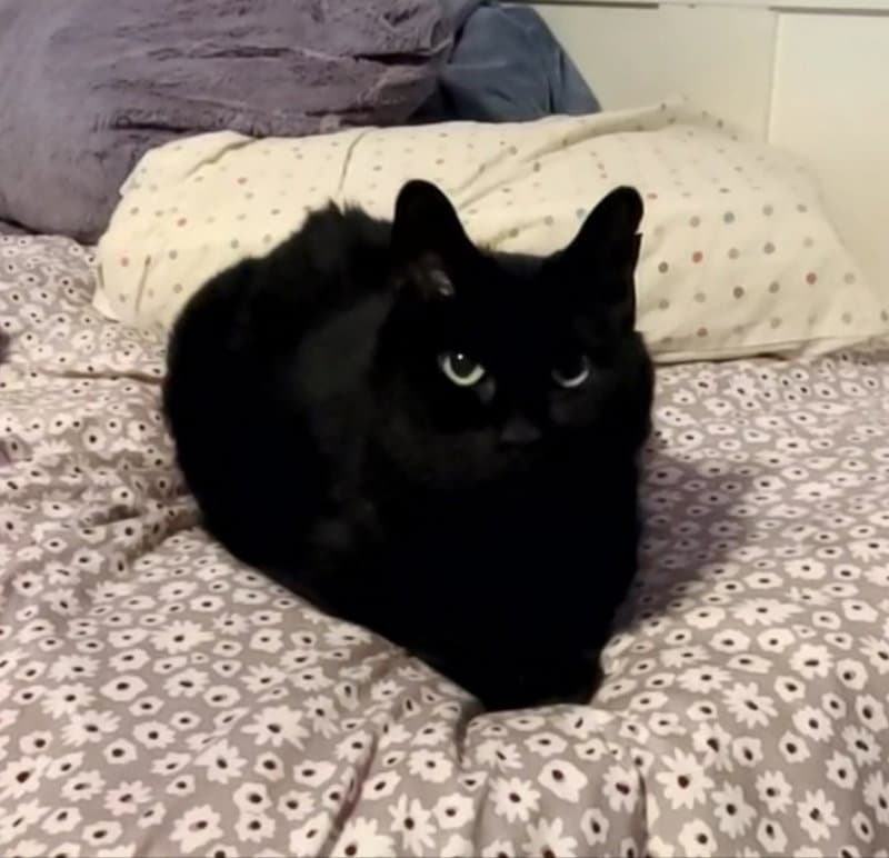 Moe - Domestic Medium Hair