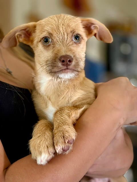 Taz - Terrier