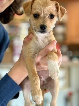Teddy image 1