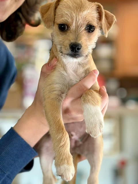 Teddy - Terrier