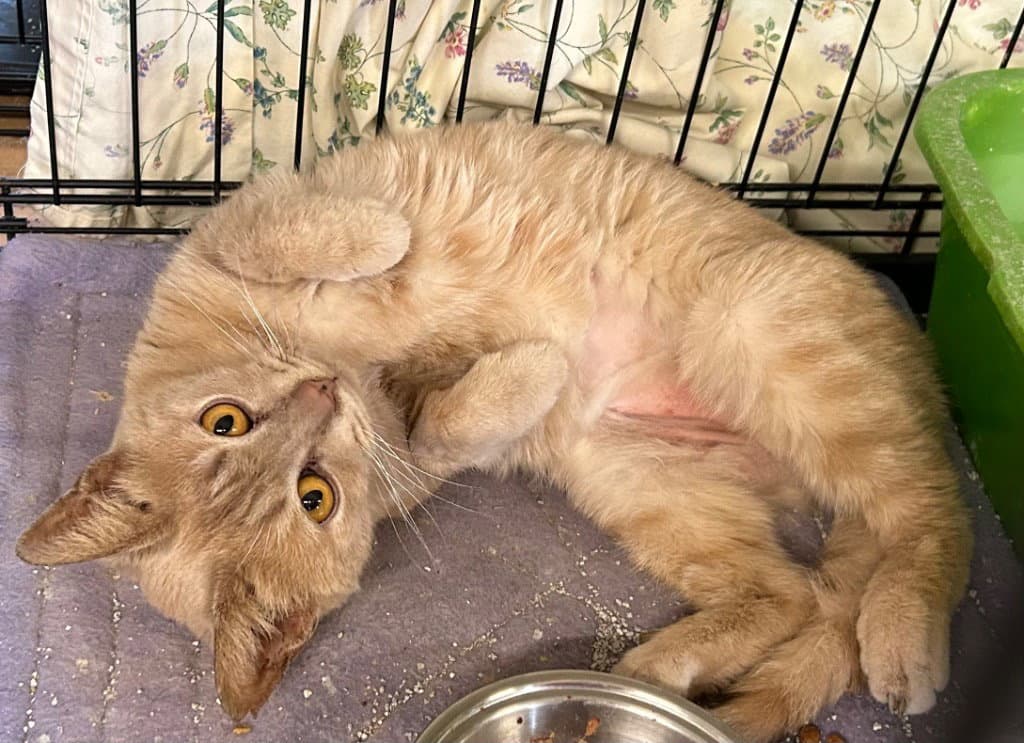 Addie - Domestic Short Hair