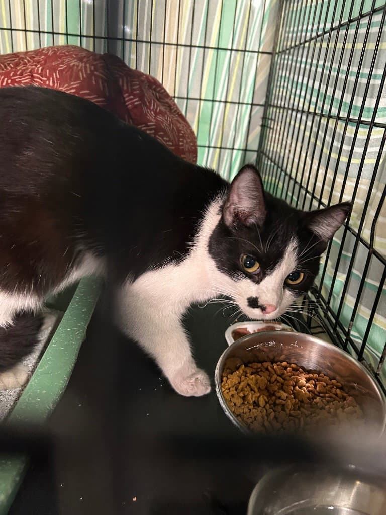 Monroe - Domestic Short Hair