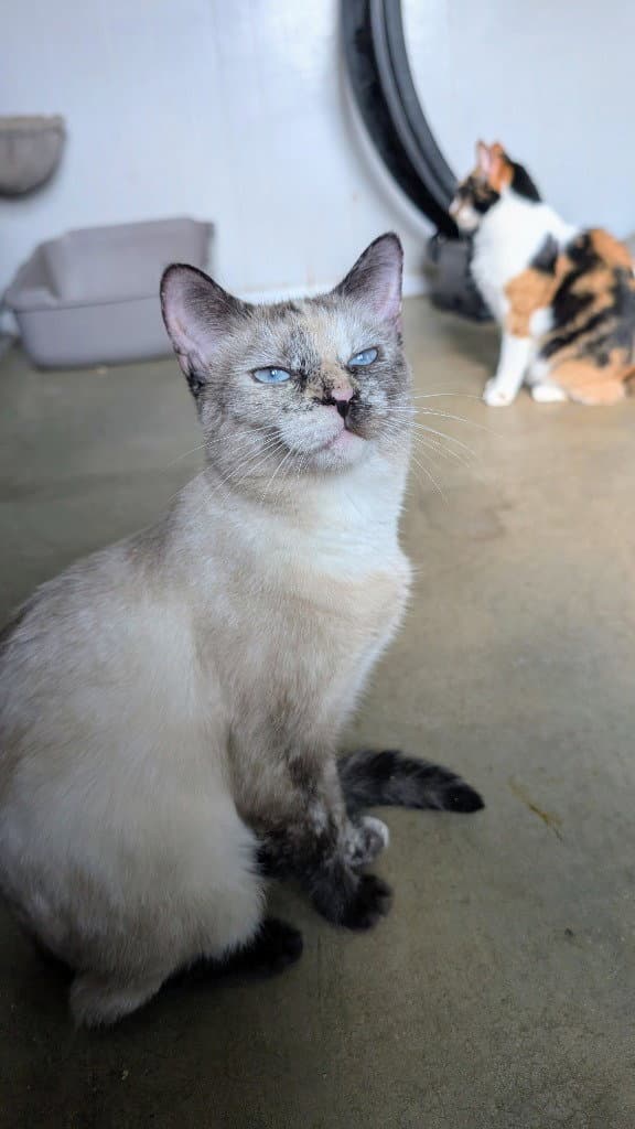 Halo - Siamese