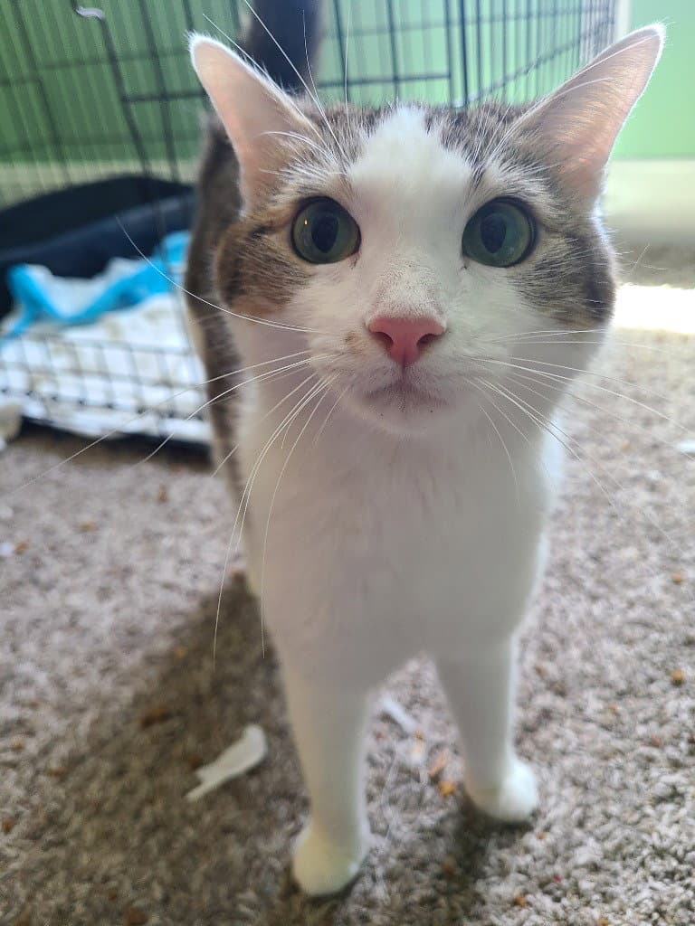 Lira - Domestic Short Hair