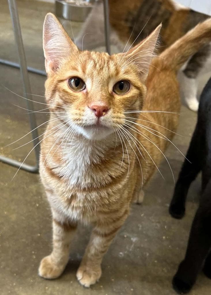 Chance - Domestic Short Hair