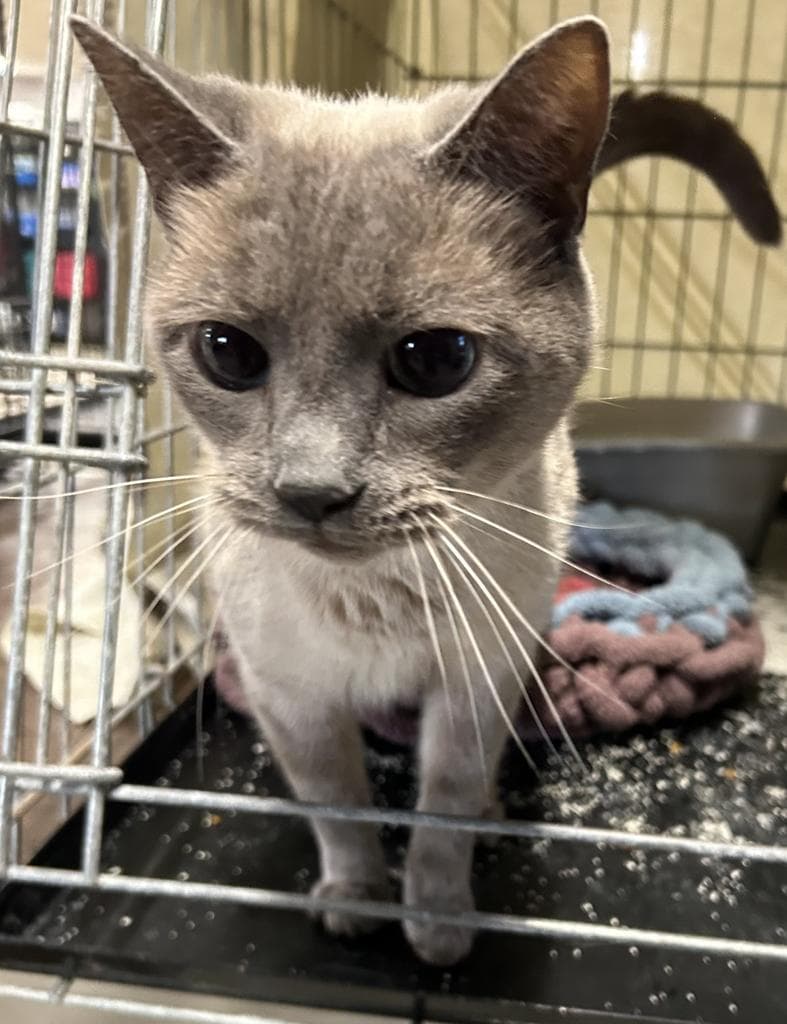 Marlowe - Siamese