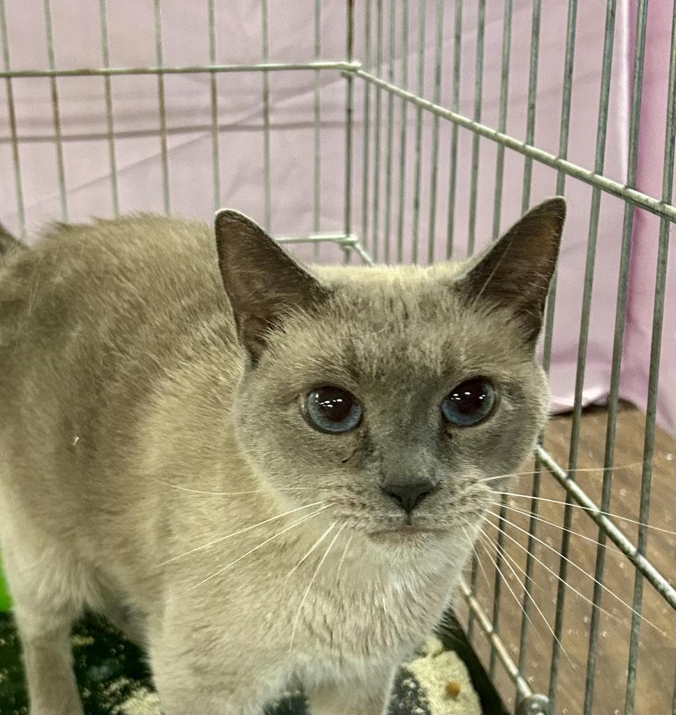 Marlowe - Siamese