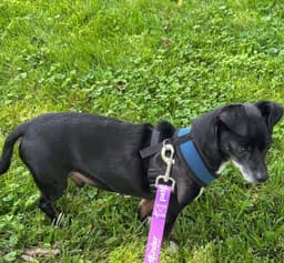 Chiweenie image 1