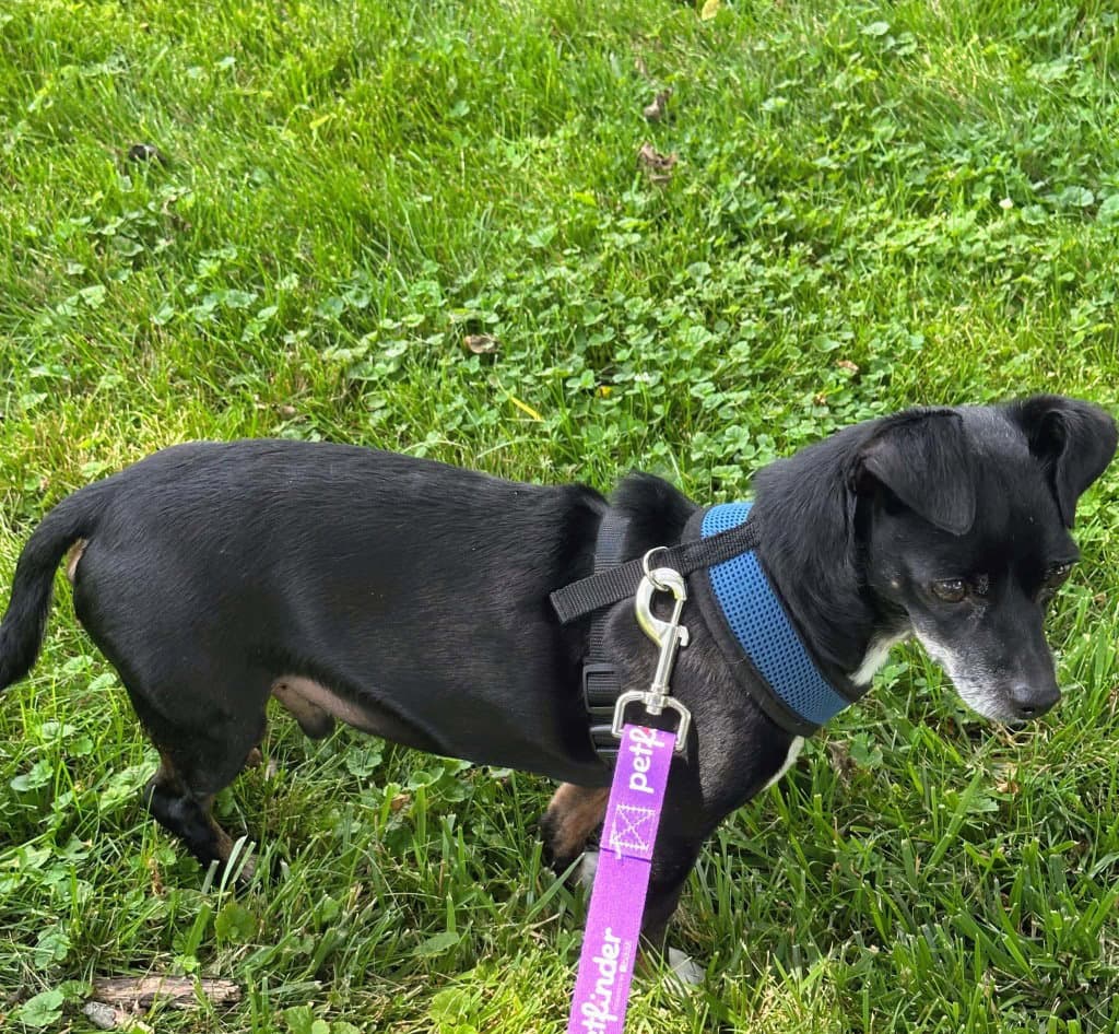Chiweenie - Chihuahua