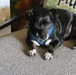 Chiweenie image 2