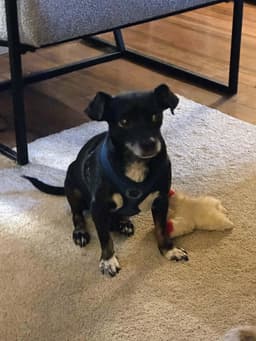 Chiweenie image 3