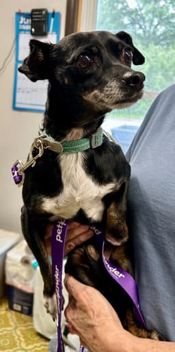 Chiweenie image 4