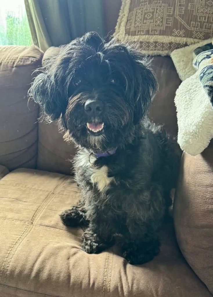 Gracie - Poodle (unknown type)