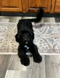 Gracie image 2