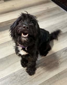 Gracie image 3