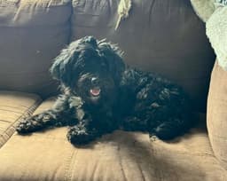 Gracie image 4