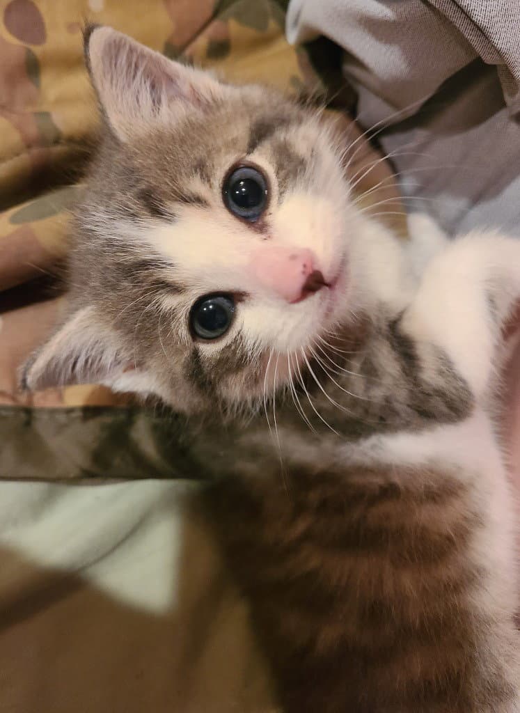 Dump Truck - Domestic Short Hair