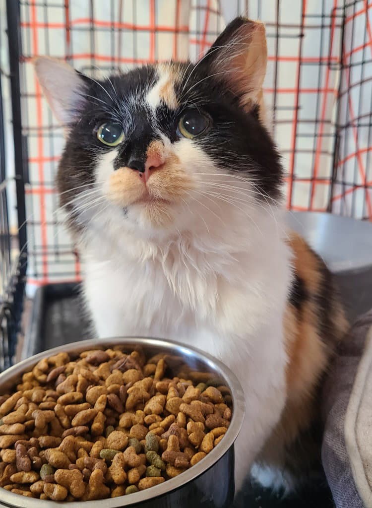 Melody - Domestic Long Hair