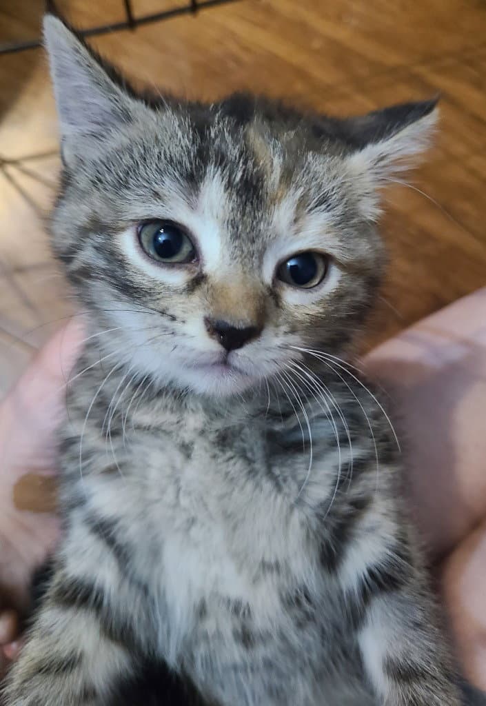 Blackbird - Domestic Short Hair