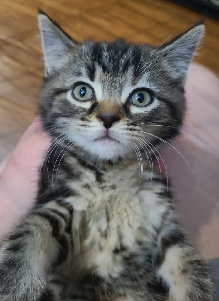Brynne - Domestic Short Hair