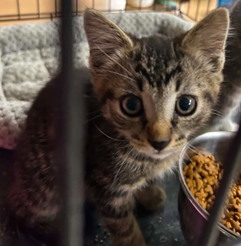 Paris - Domestic Short Hair