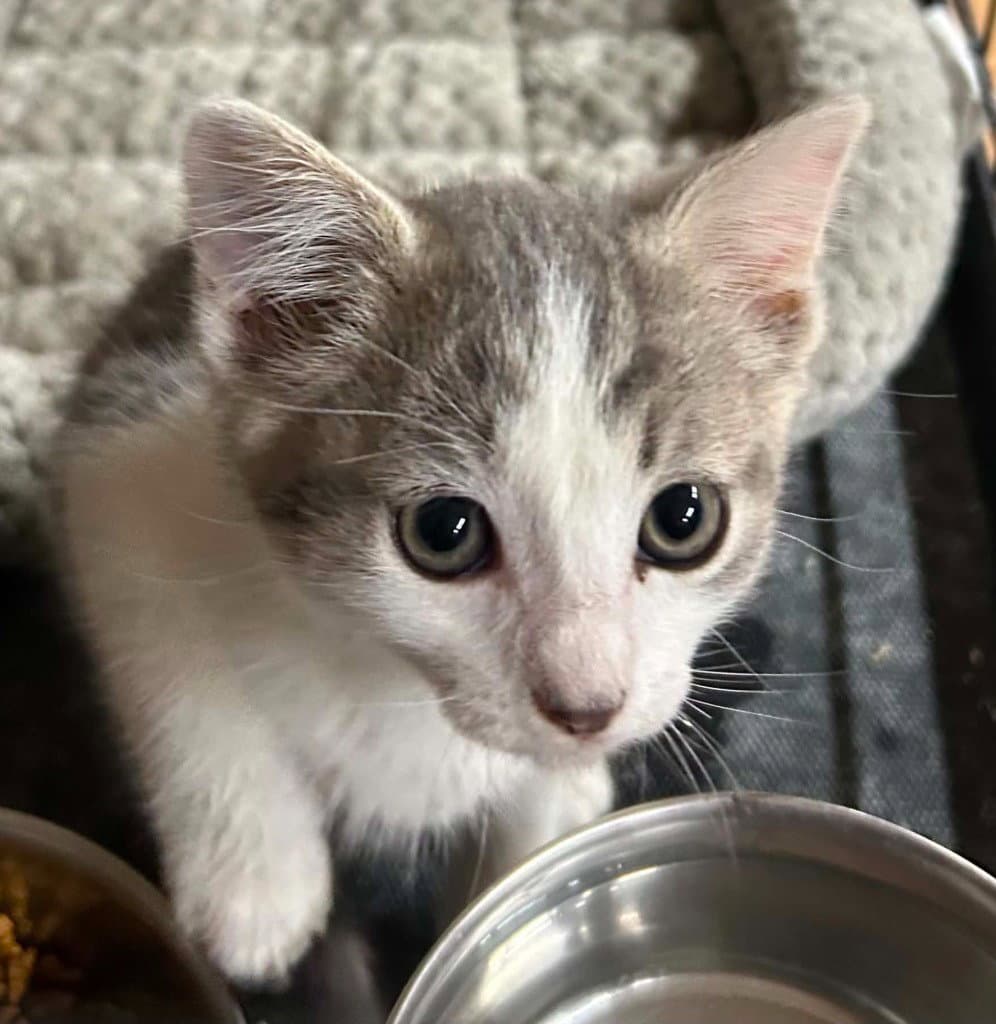 Daughtry - Domestic Short Hair