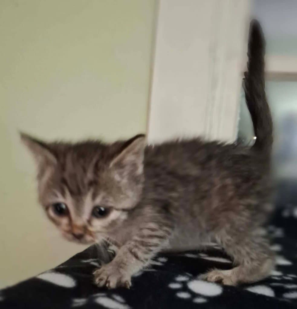 Forge - Domestic Short Hair